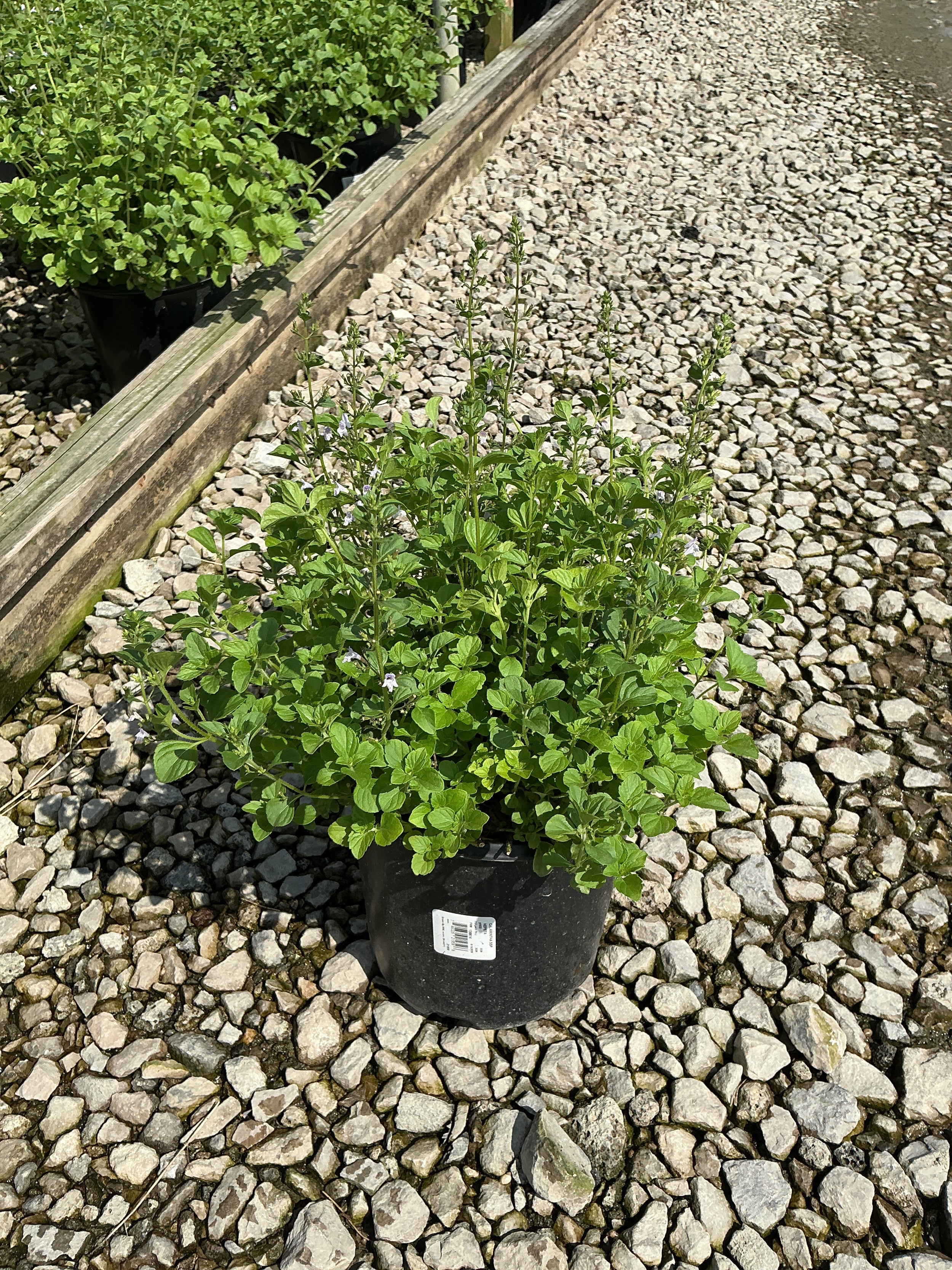 Calamintha 'Ssp Nepeta'