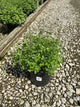 Calamintha 'Ssp Nepeta'