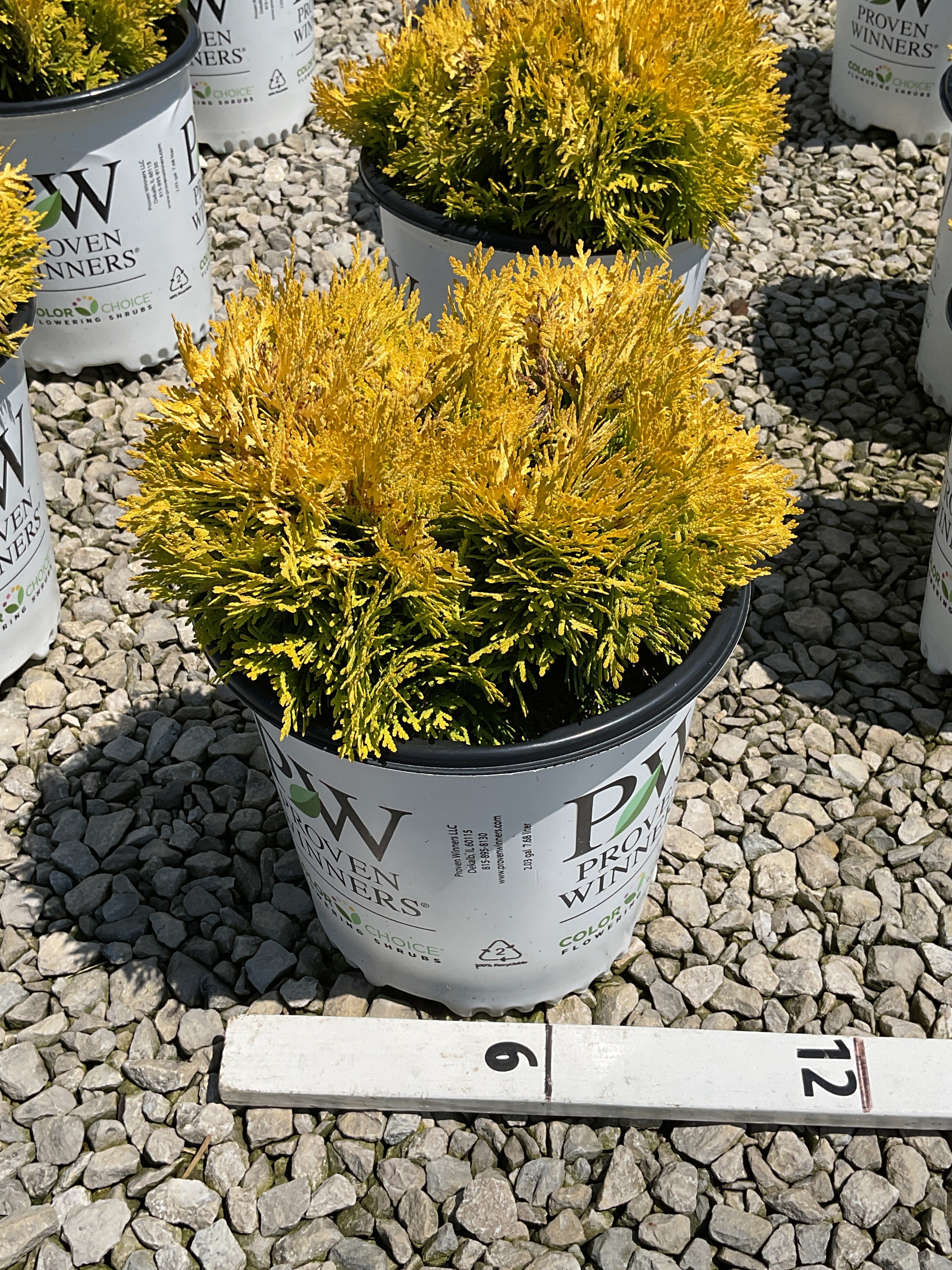 Thuja occidentalis 'Annas Magic Ball'