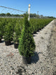 Thuja occidentalis 'Smaragd'
