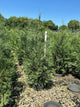 Thuja occidentalis 'American Pillar'