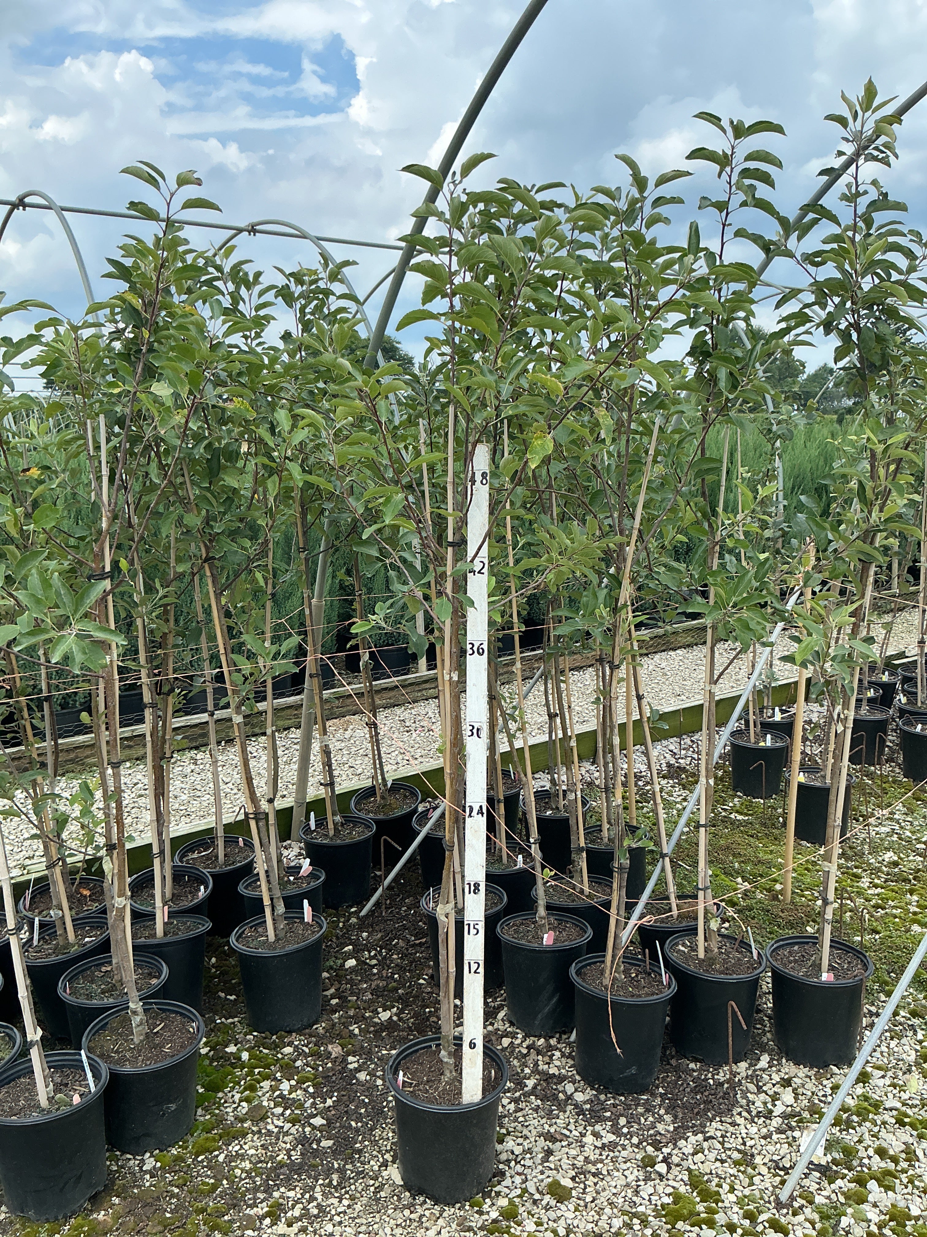 Malus 'Fruit Gala'