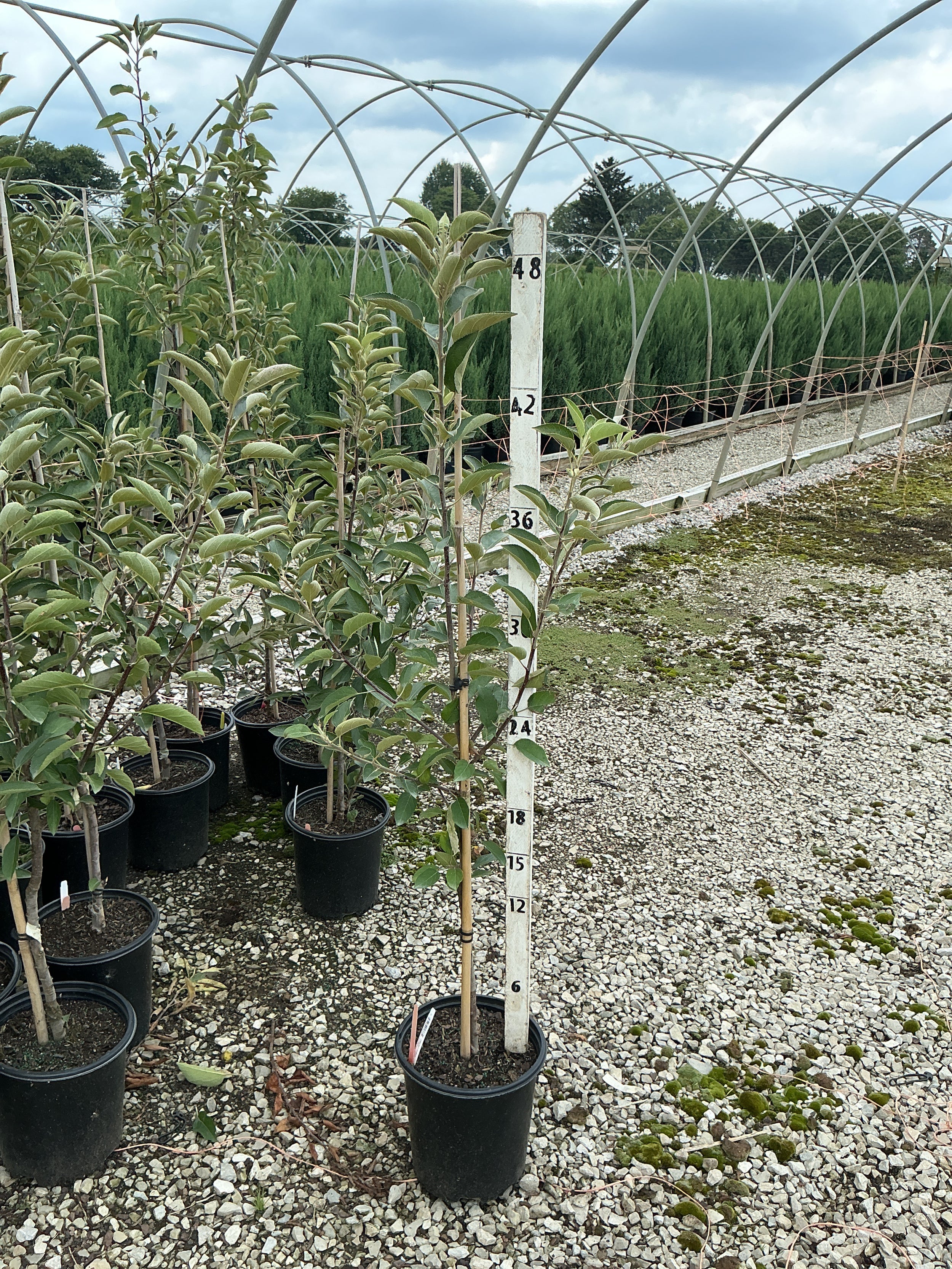 Malus 'Fruit Braeburn'