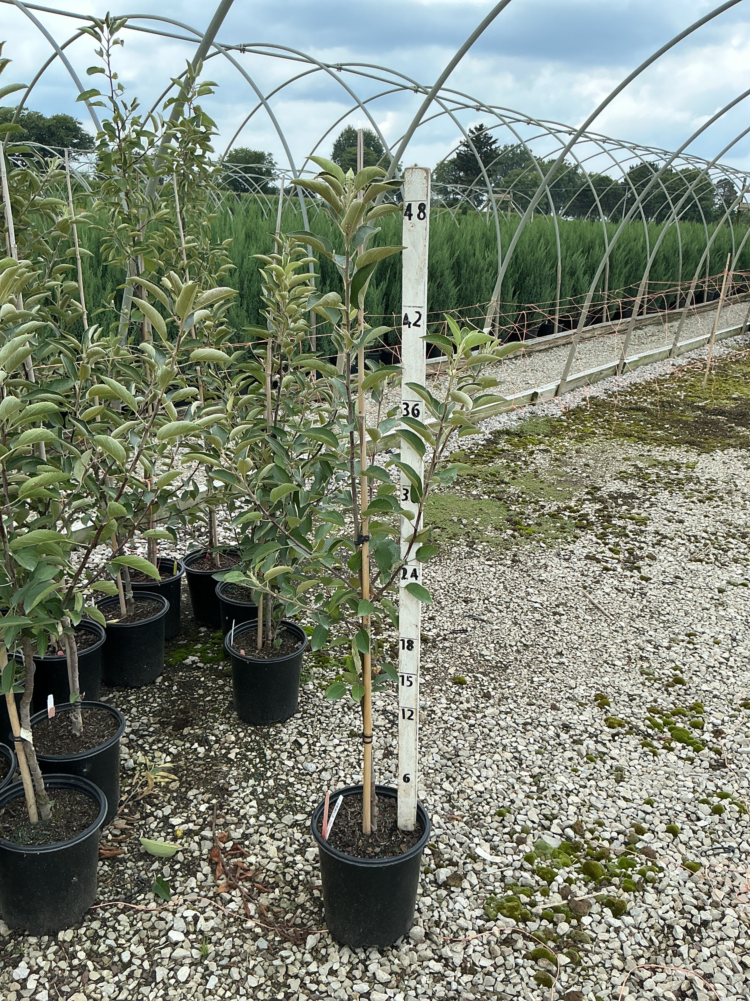 Malus 'Fruit Braeburn'