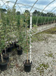 Malus 'Fruit Braeburn'