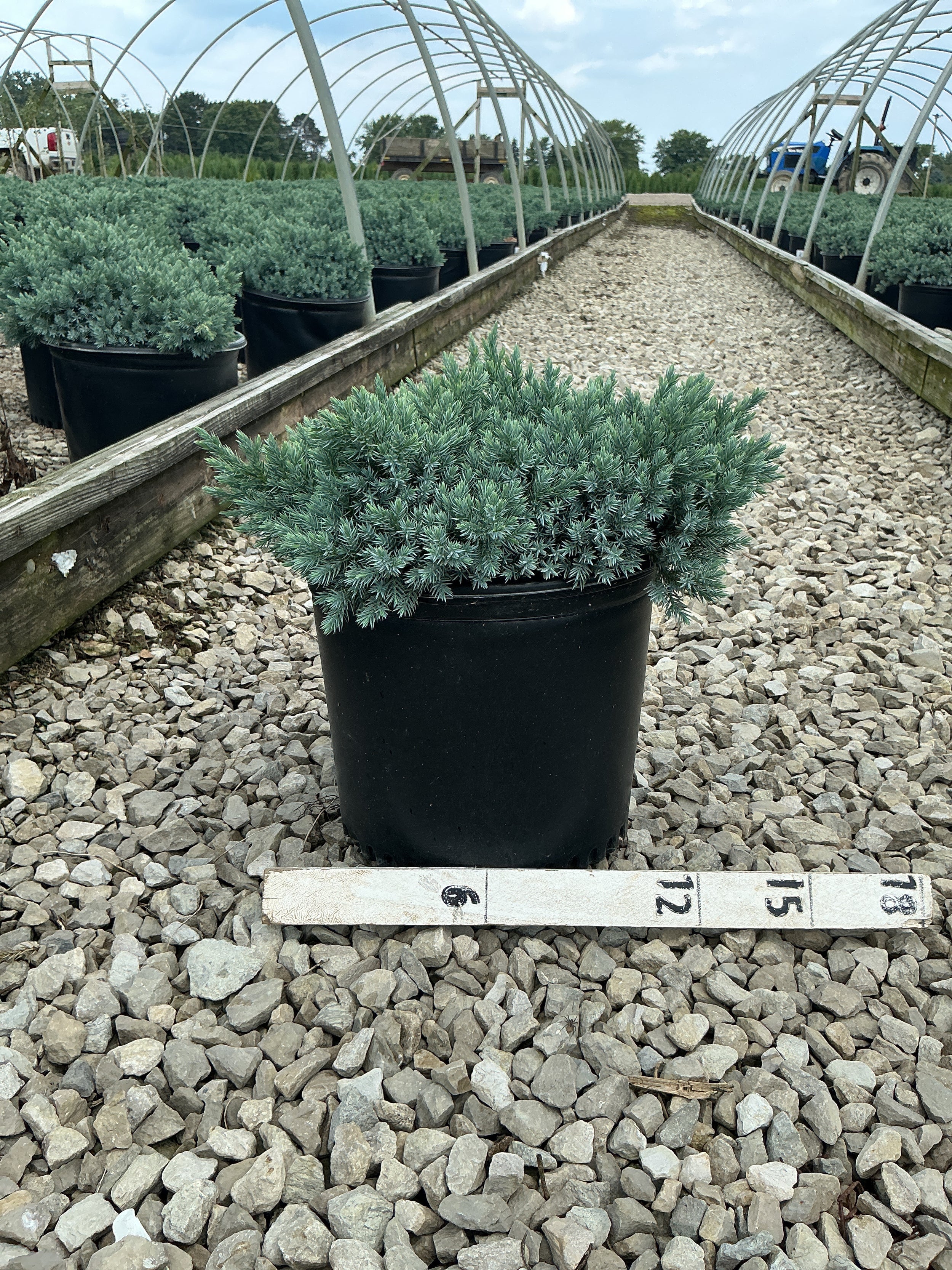Juniperus squamata 'Blue Star'