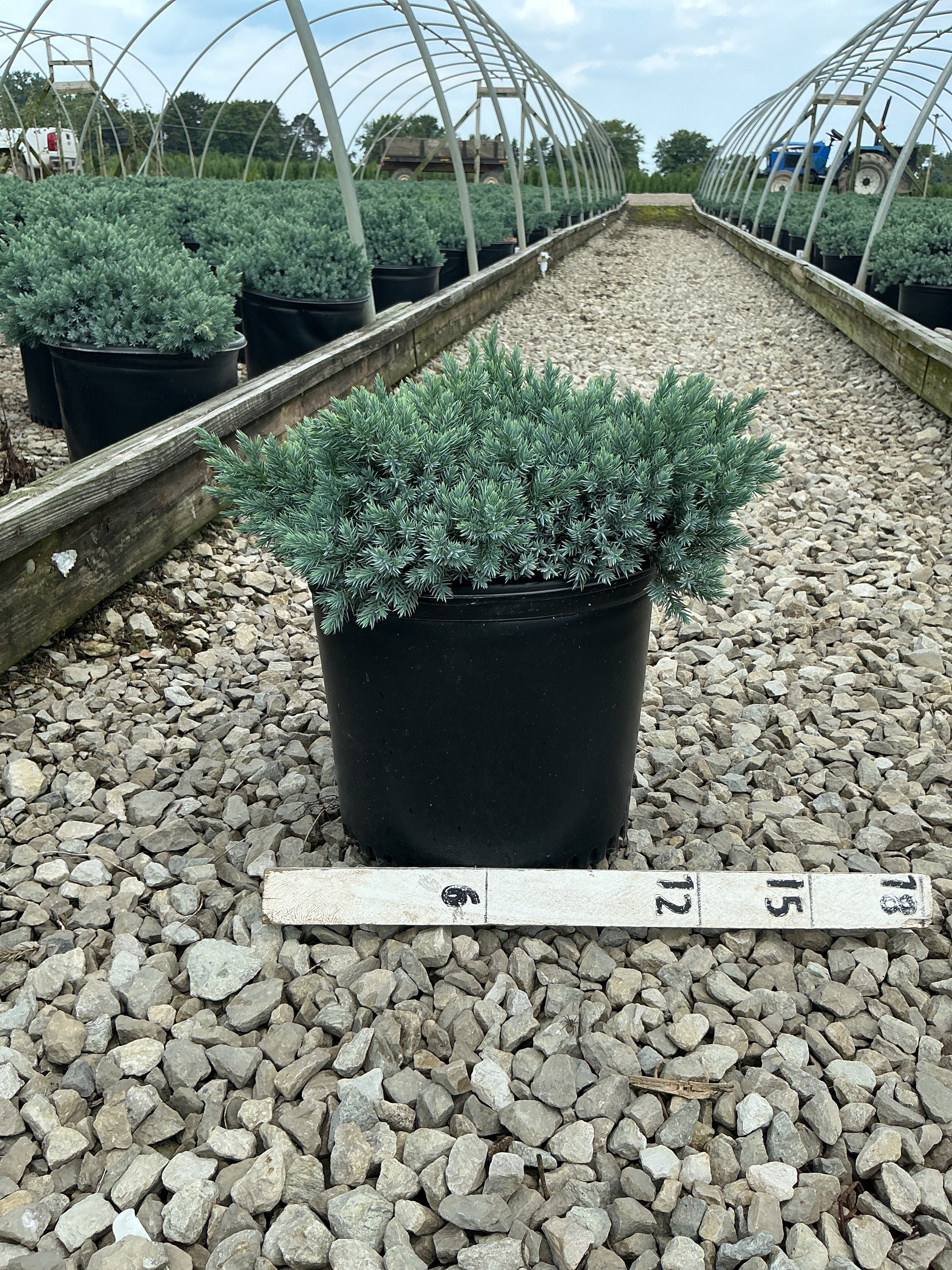Juniperus squamata 'Blue Star'