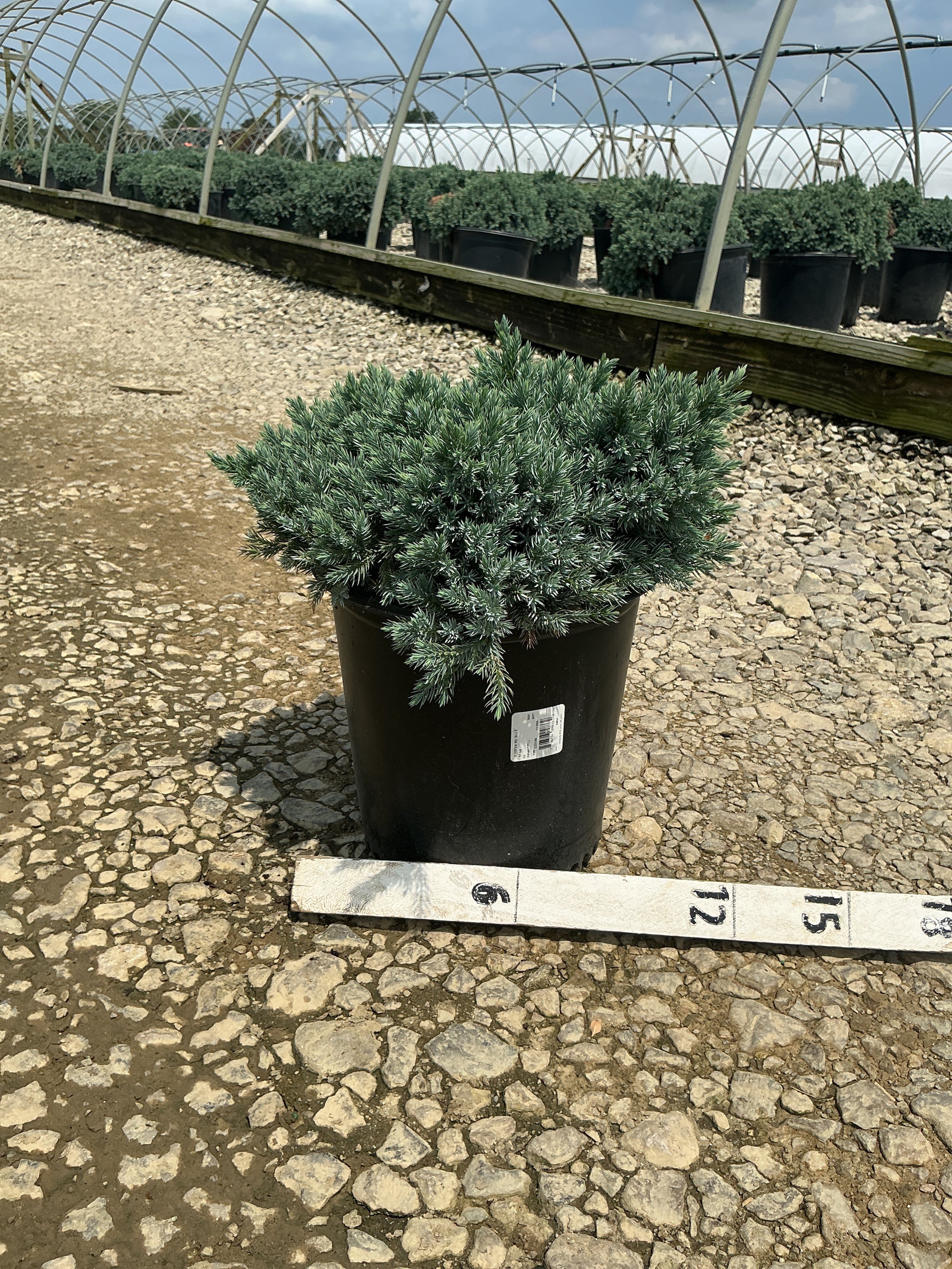 Juniperus squamata 'Blue Star'
