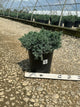 Juniperus squamata 'Blue Star'