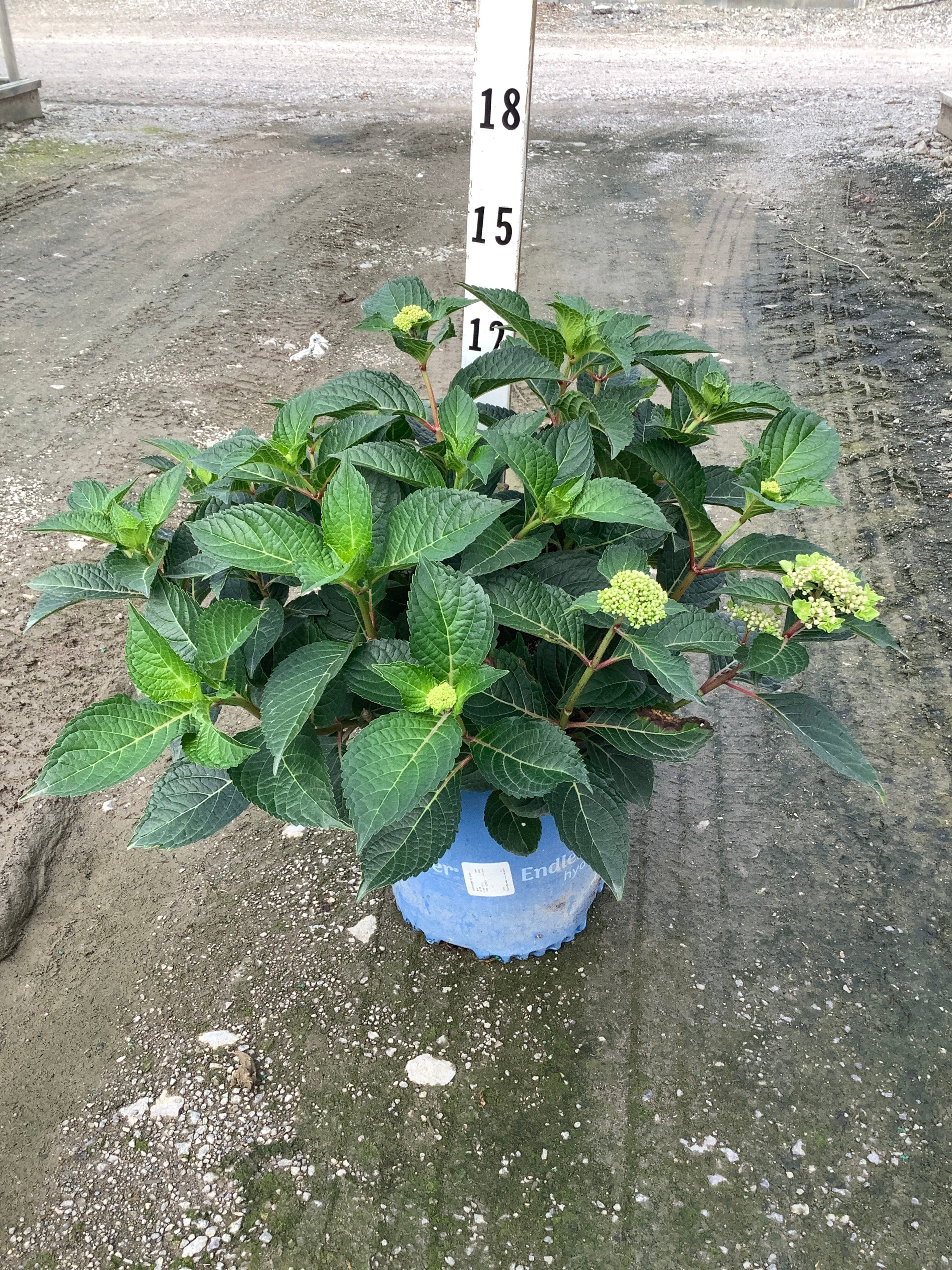 Hydrangea macrophylla 'Pop Star'