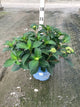 Hydrangea macrophylla 'Pop Star'