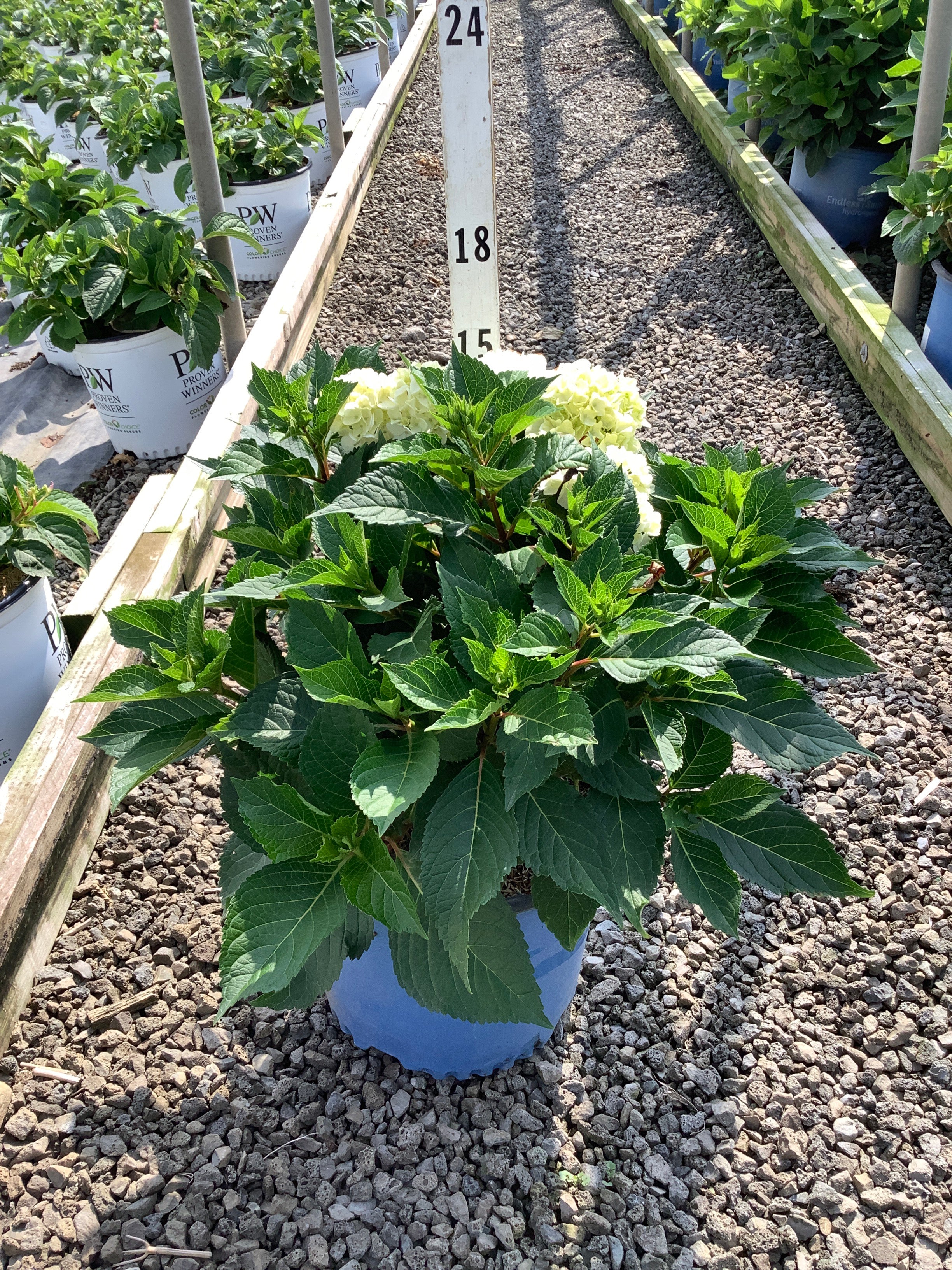 Hydrangea macrophylla Endless Summer Dreamcloud ('Bailmaceight')