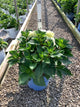 Hydrangea macrophylla Endless Summer Dreamcloud ('Bailmaceight')