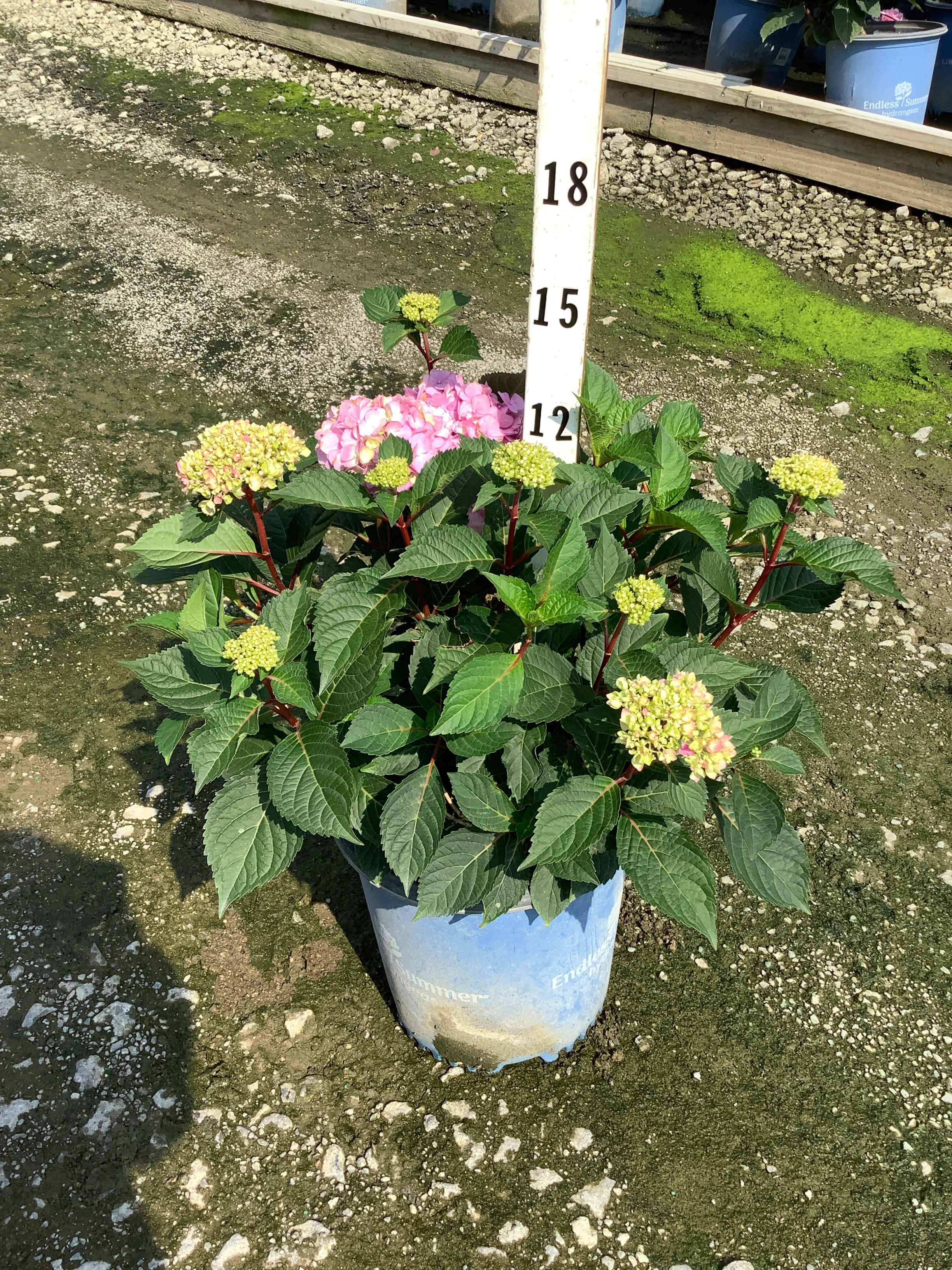 Hydrangea macrophylla 'Bloomstruck'