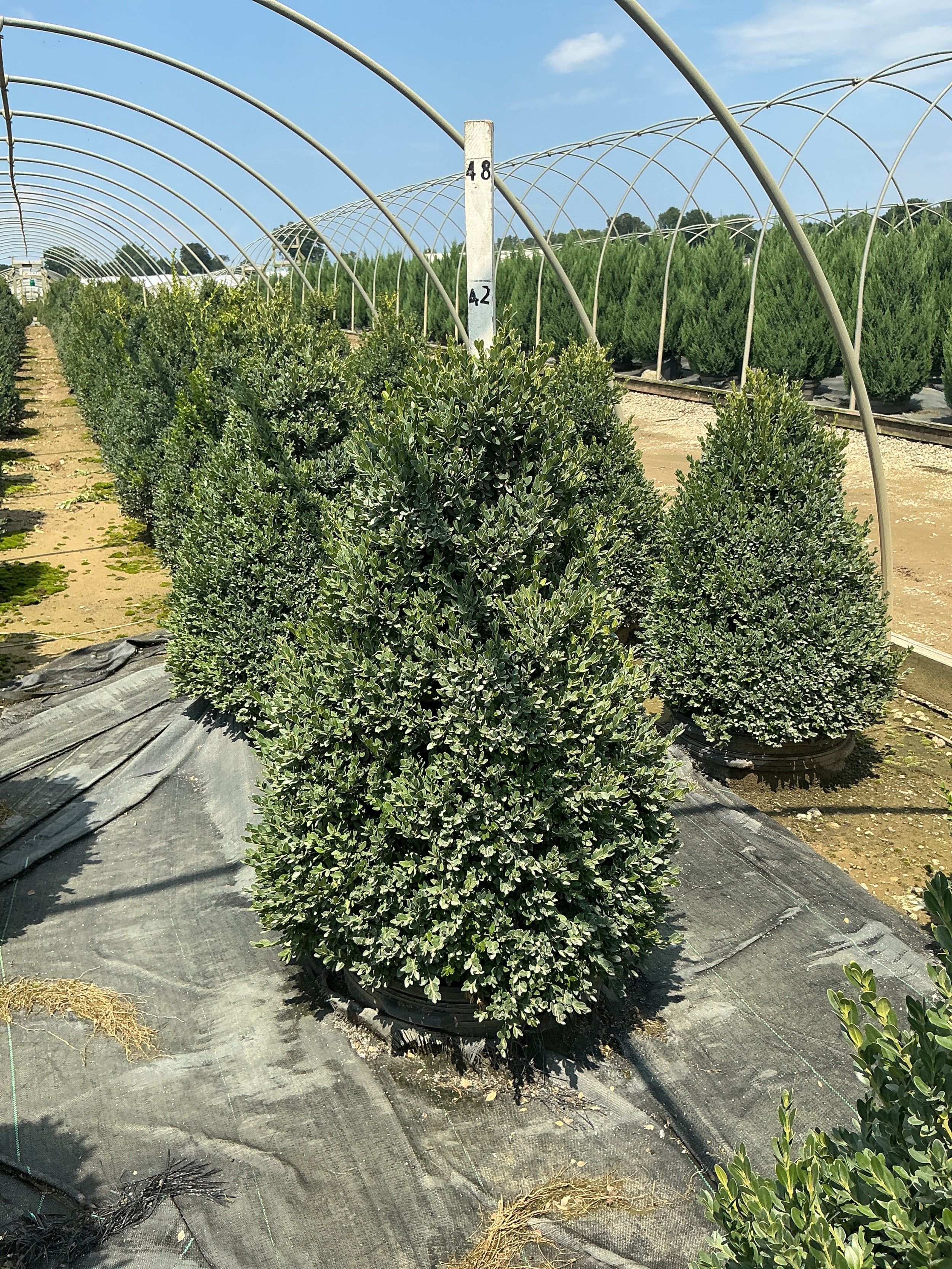 Buxus microphylla 'Green Mountain'