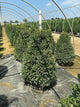 Buxus microphylla 'Green Mountain'