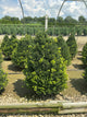 Buxus x 'Cranberry Creek'
