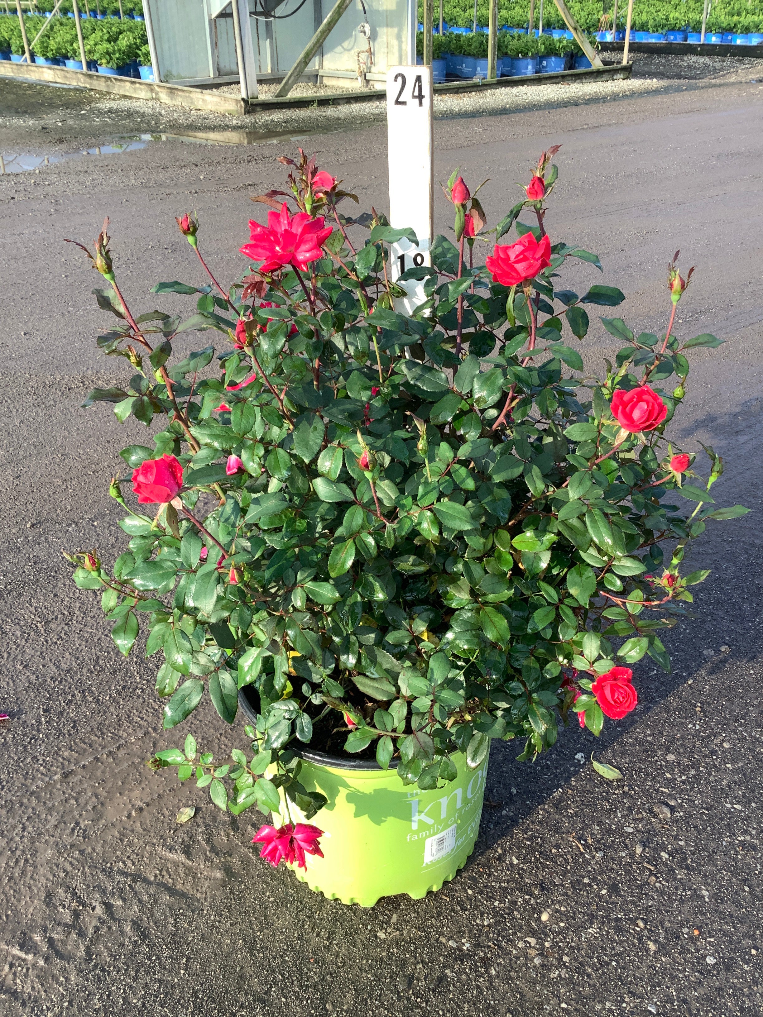 Rosa x Double Red Knock Out®