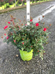Rosa x Double Red Knock Out®