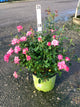 Rosa K.O 'Radtkopink'