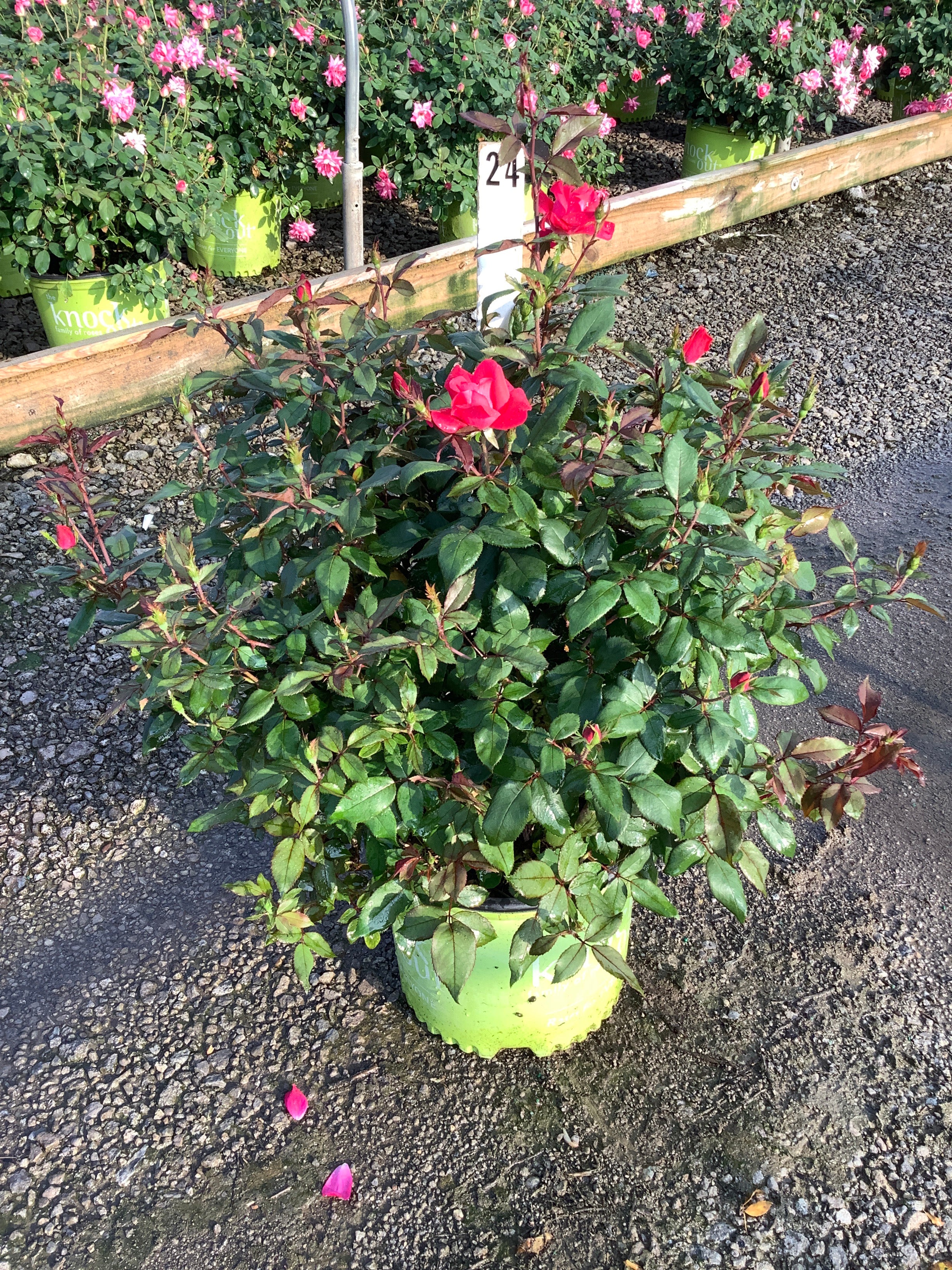 Rosa K.O 'Radrazz'