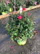 Rosa K.O 'Radrazz'