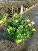 Rosa K.O 'Radsunny'