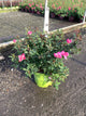 Rosa K.O 'Radcon'