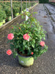 Rosa K.O 'Orange Glow'