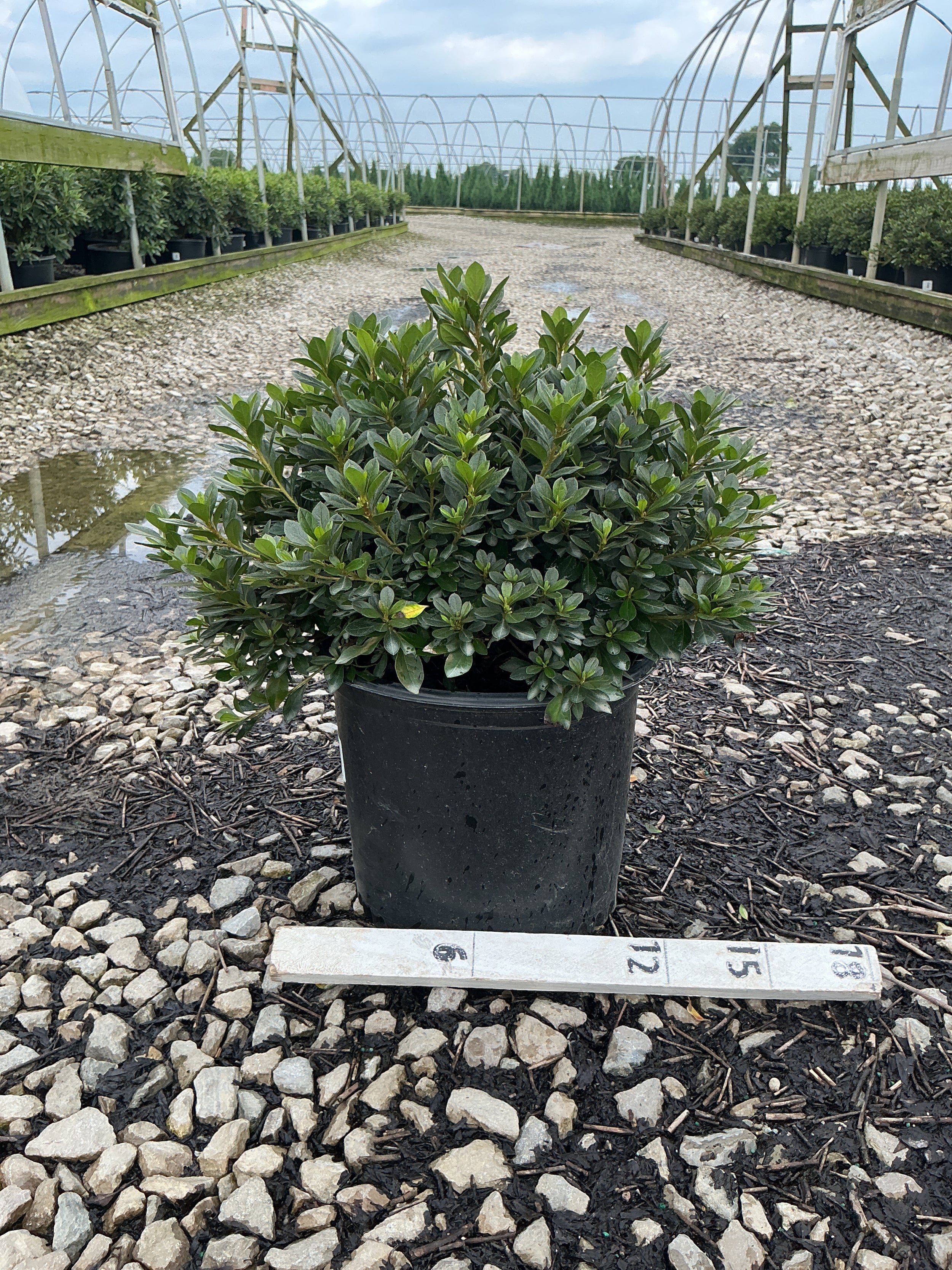 Azalea 'Bixby's Northern Red'