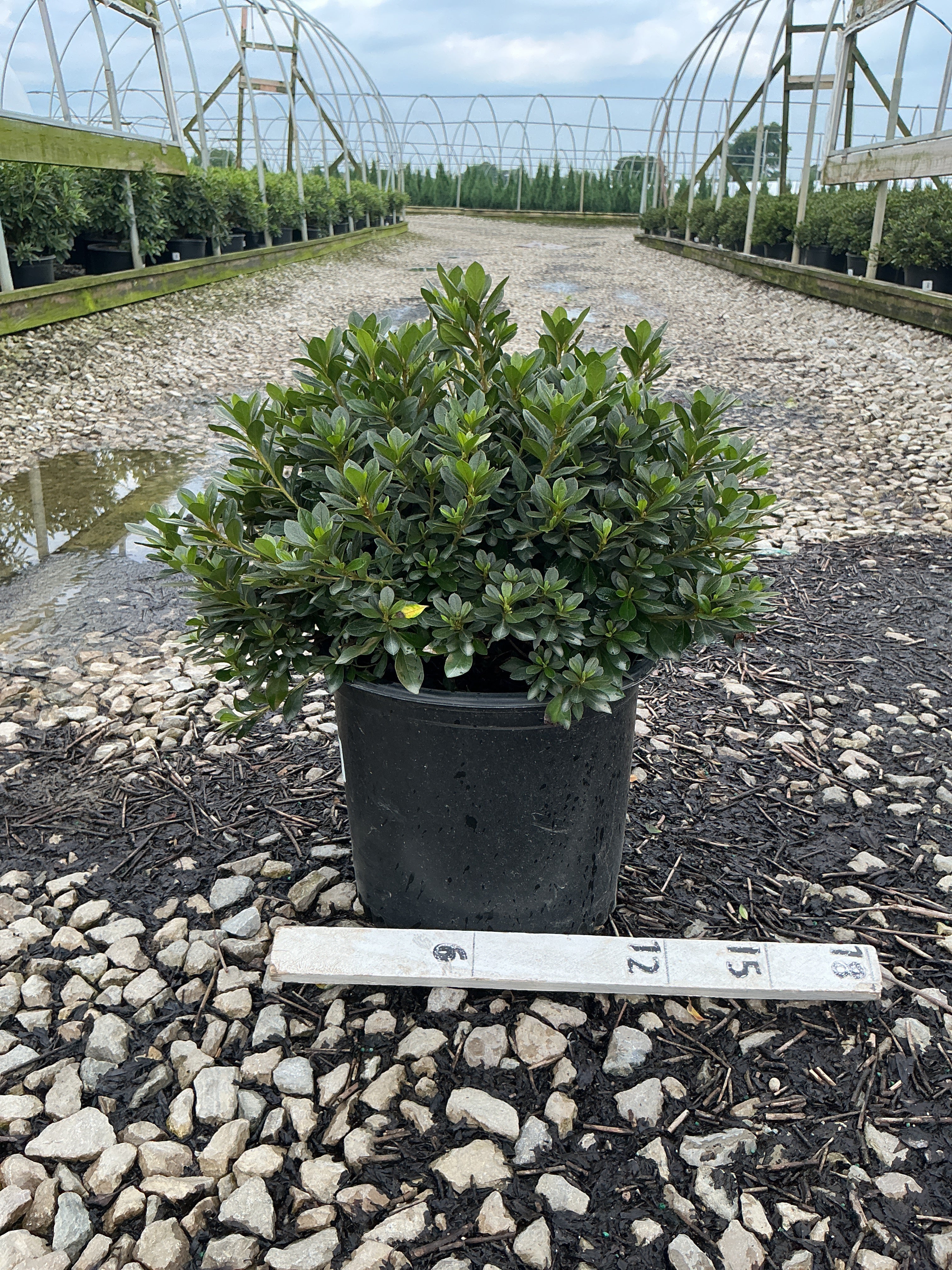 Azalea 'Bixby's Northern Red'