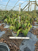Viburnum plicatum 'Mariesii'