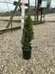 Buxus microphylla 'Green Mountain'