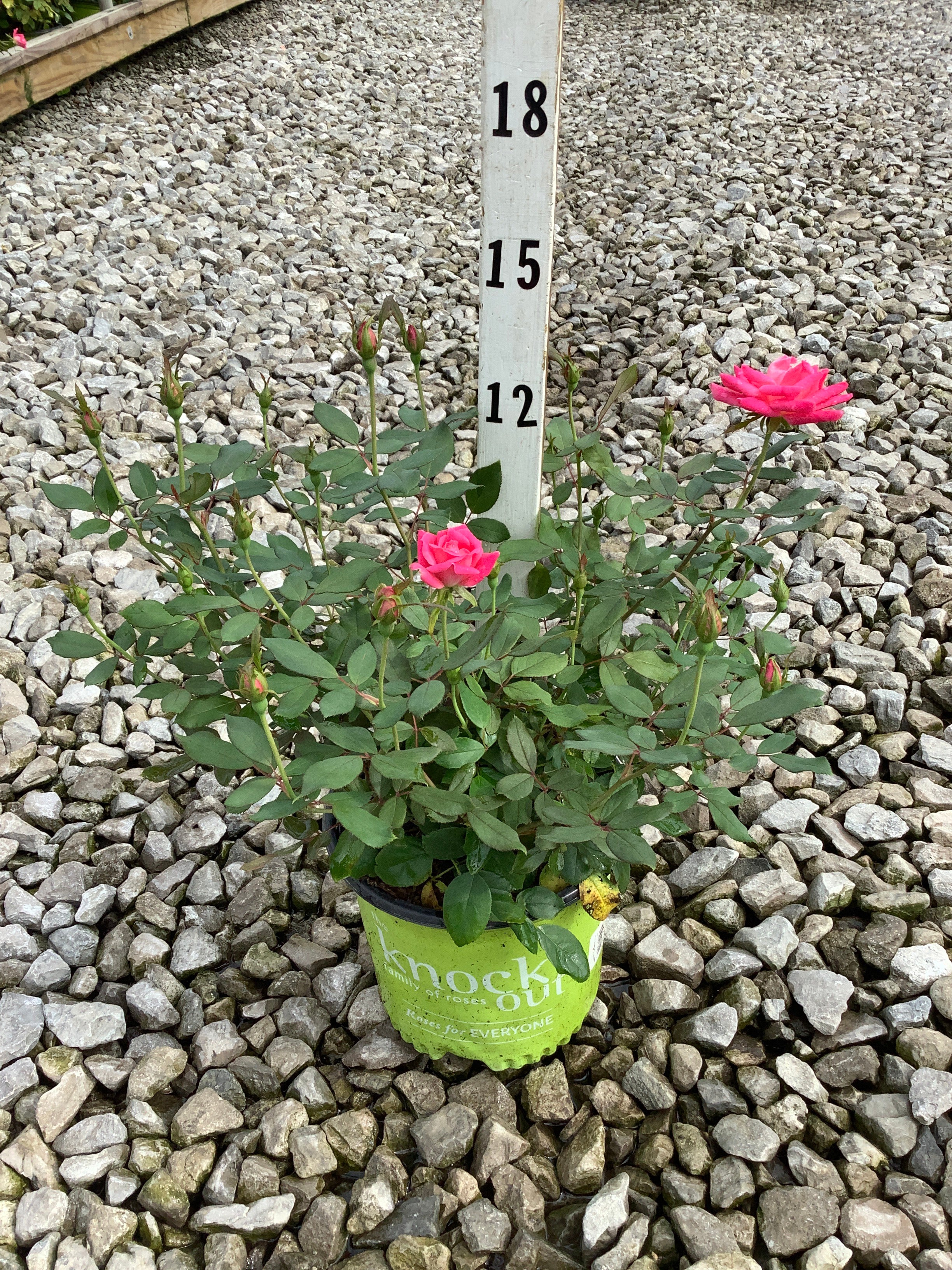 Rosa K.O 'Radtkopink'