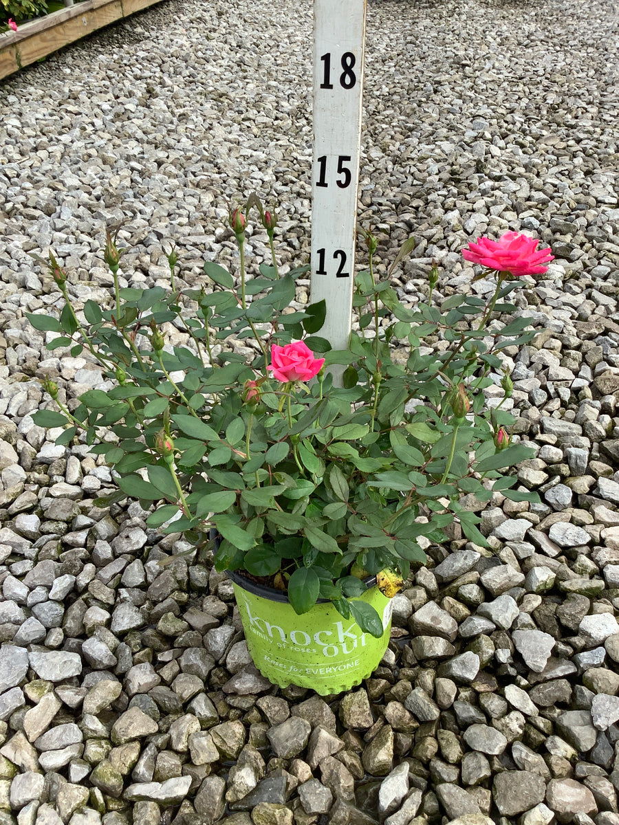 Rosa K.O 'Radtkopink'