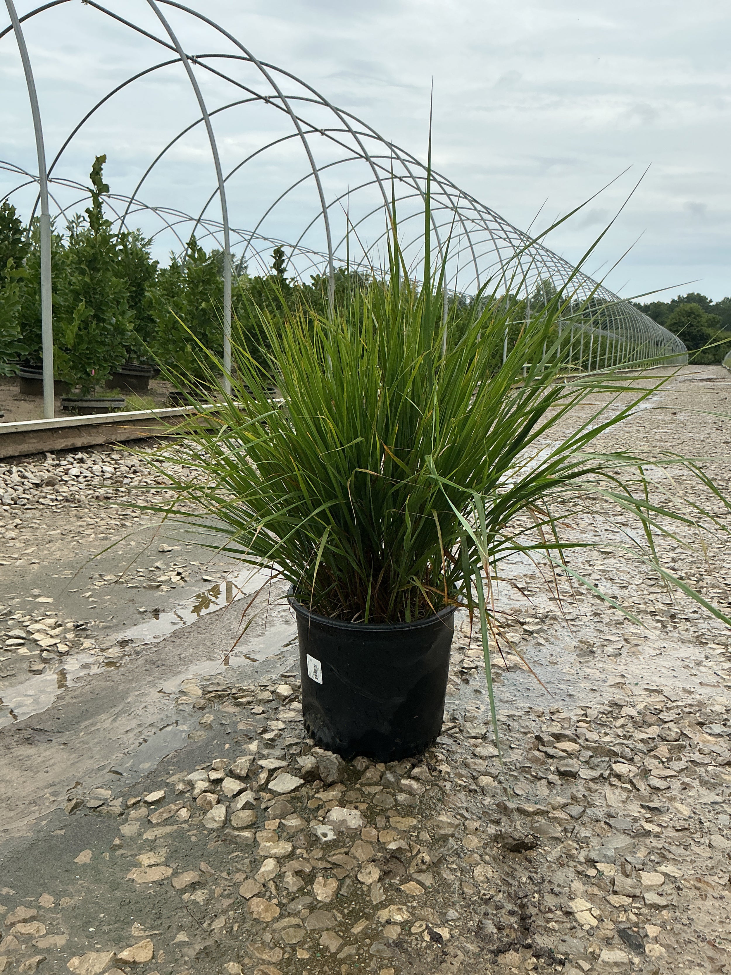 Calamagrostis x acutiflora 'Karl Foerster'