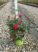 Rosa x Double Red Knock Out®