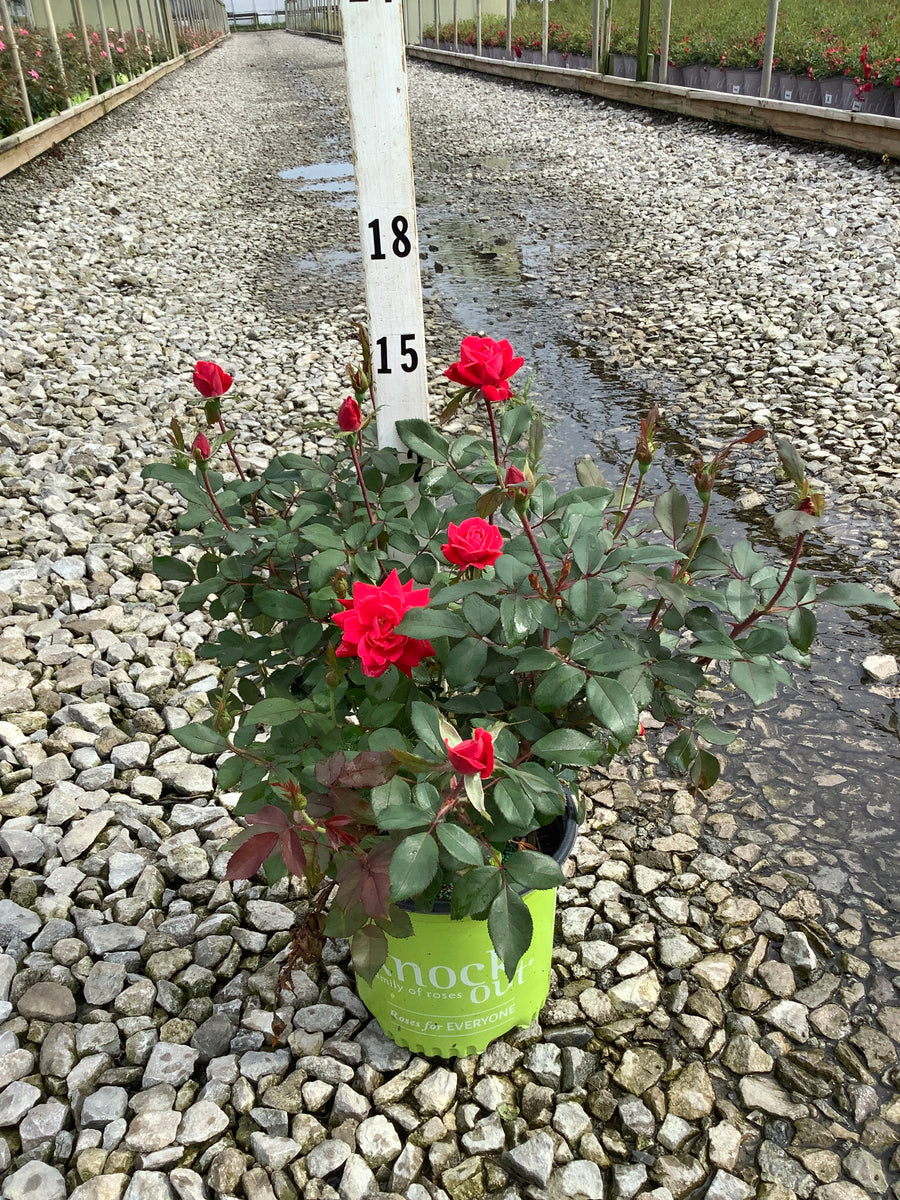 Rosa x Double Red Knock Out®