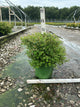 Spiraea japonica 'Little Princess'