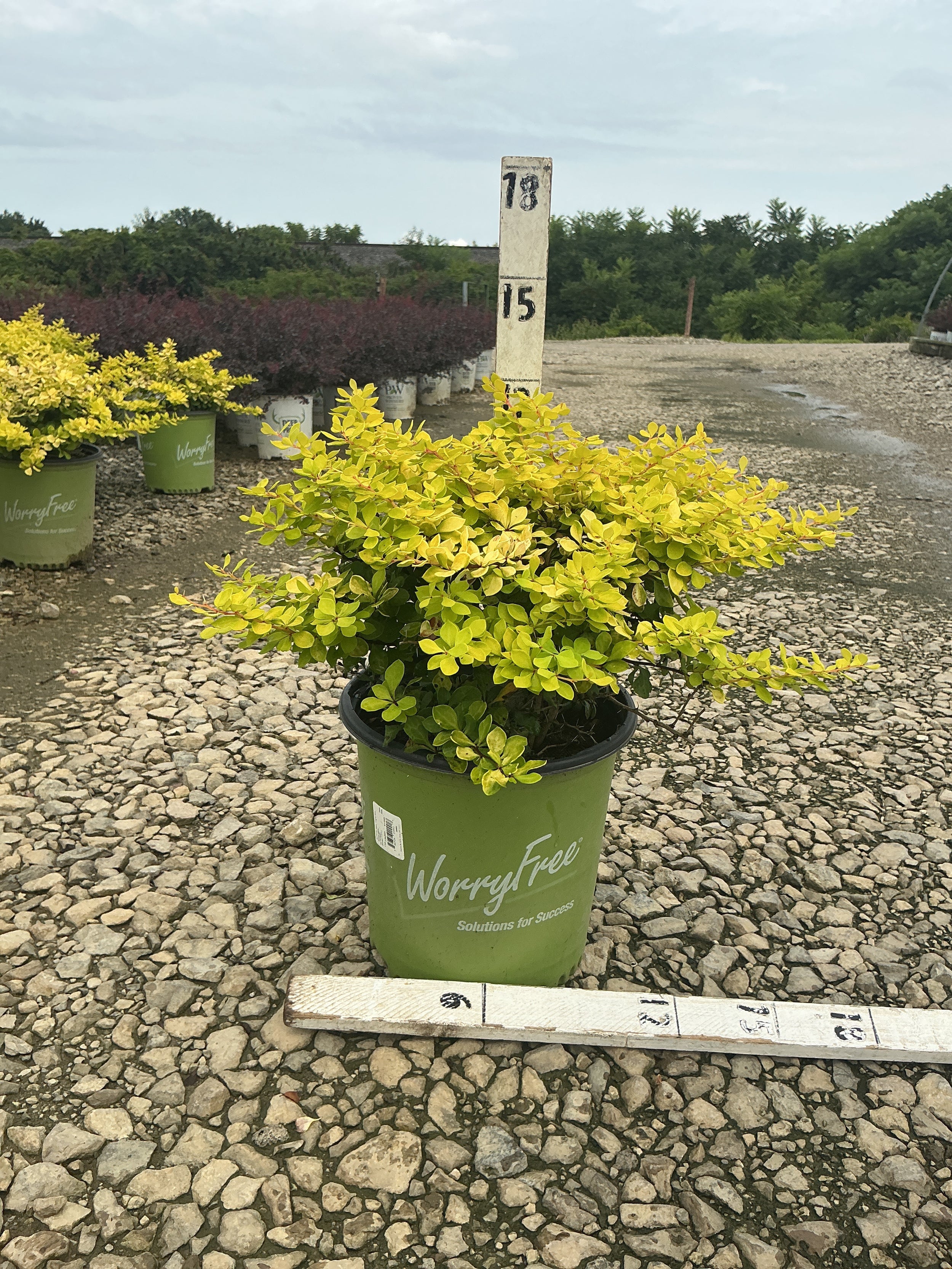 Berberis thunbergii 'Lemon Glow'