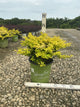 Berberis thunbergii 'Lemon Glow'