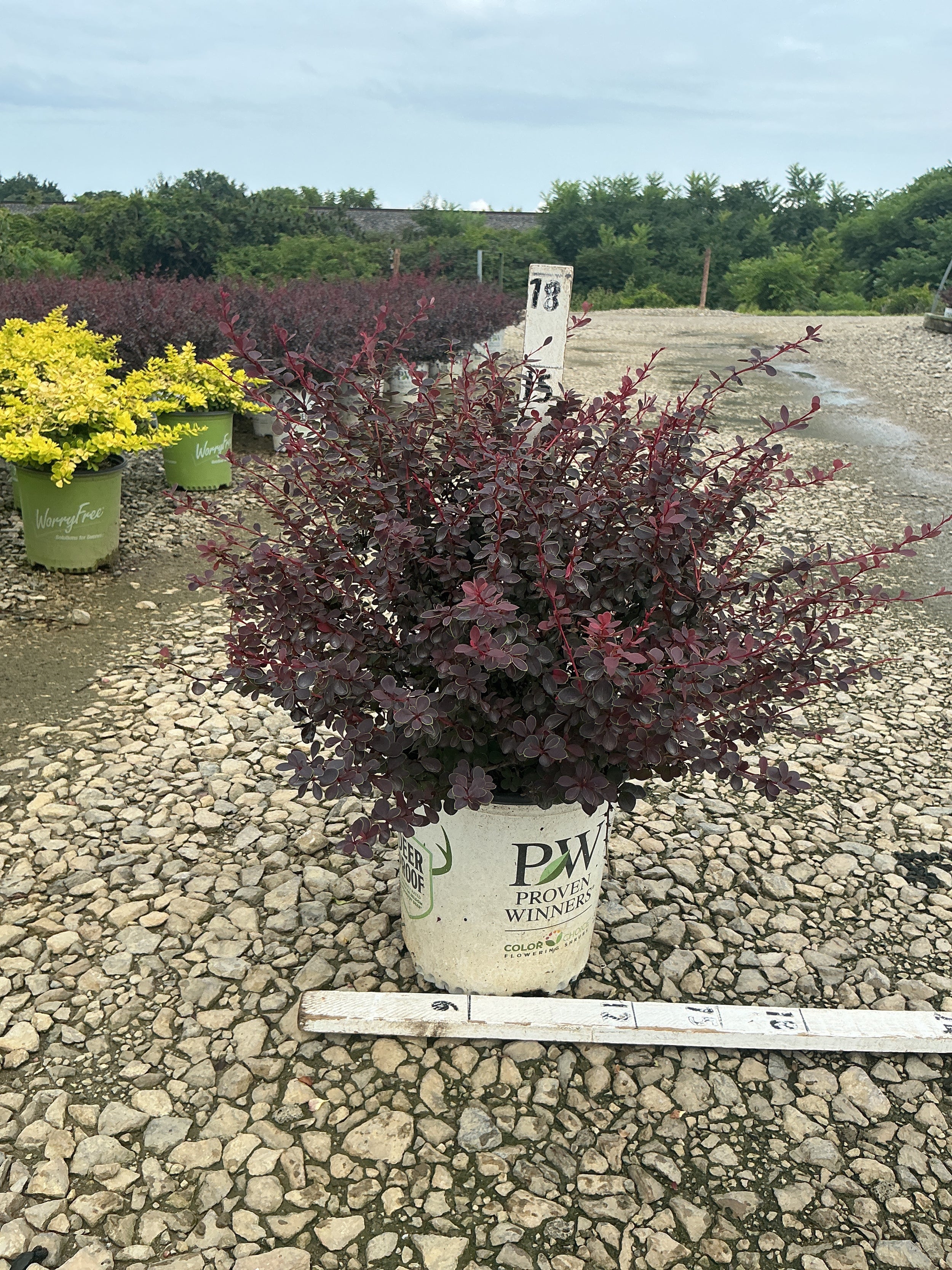 Berberis thunbergii 'Sunjoy Mini Maroon'