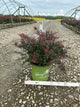 Berberis thunbergii 'Crimson Cutie'