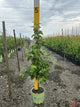 Betula papyrifera
