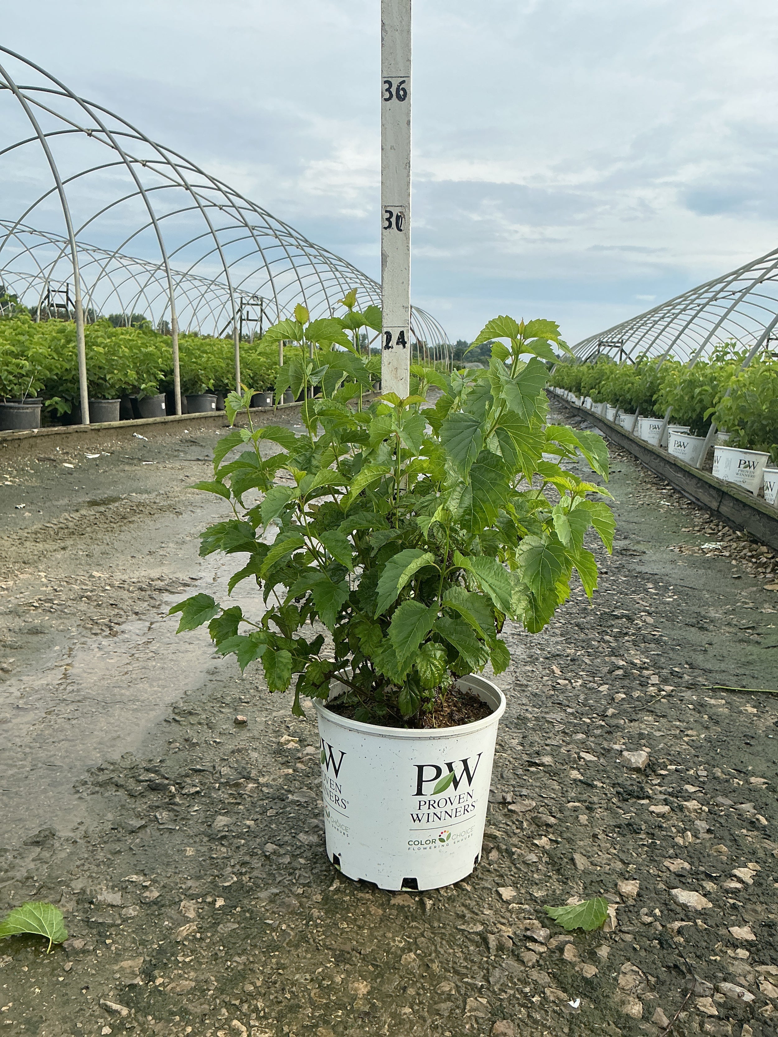 Viburnum dentatum 'Christom'