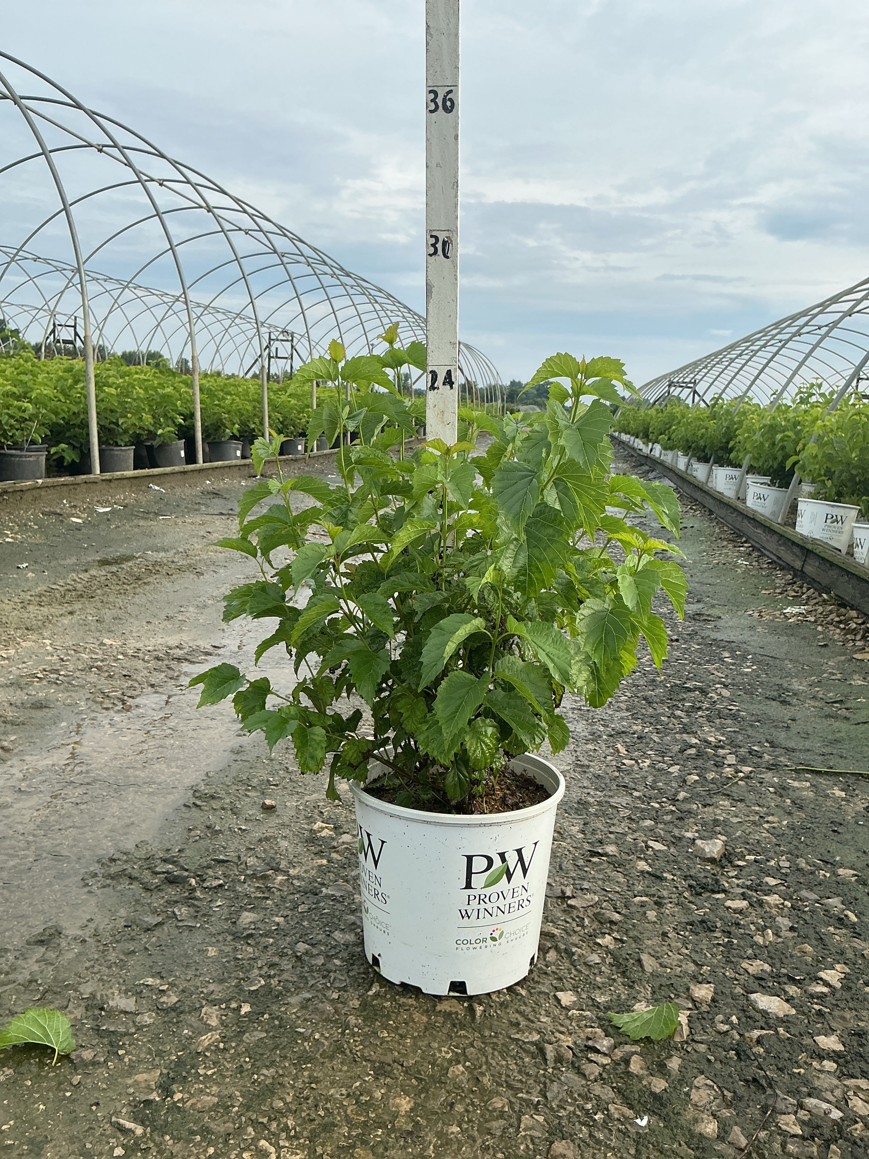 Viburnum dentatum 'Christom'