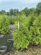 Thuja plicata 'Green Giant'