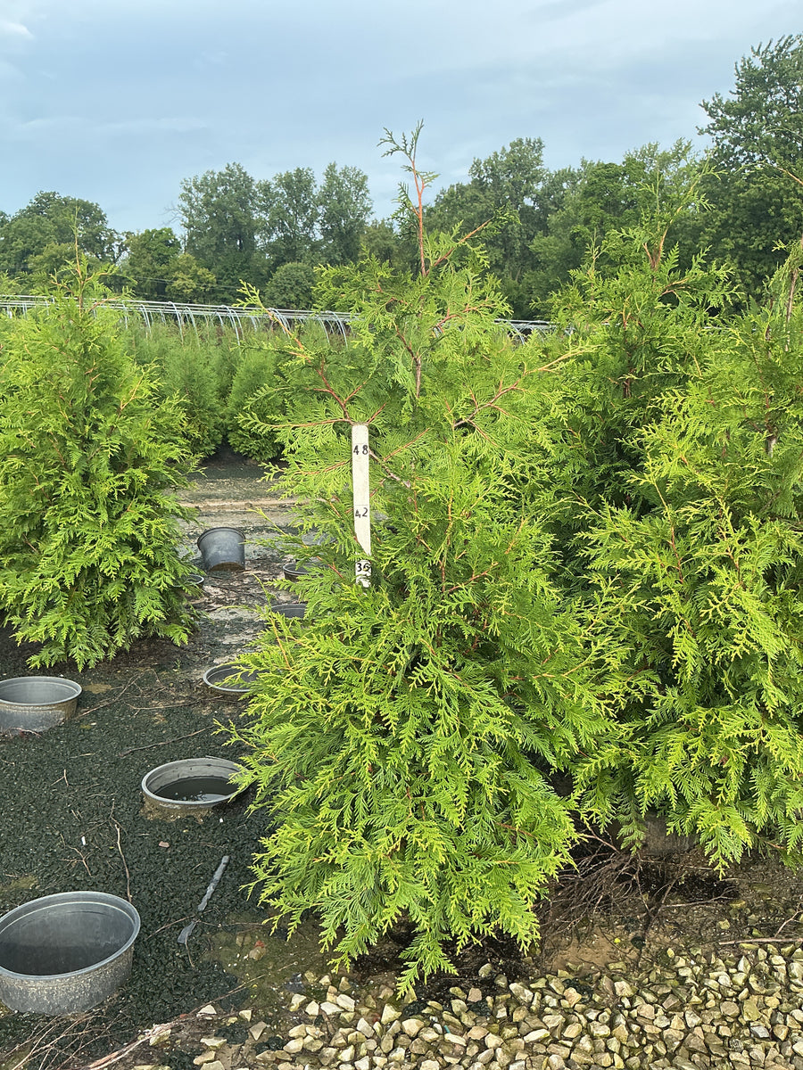 Thuja plicata 'Green Giant'