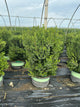Buxus x 'Cranberry Creek'
