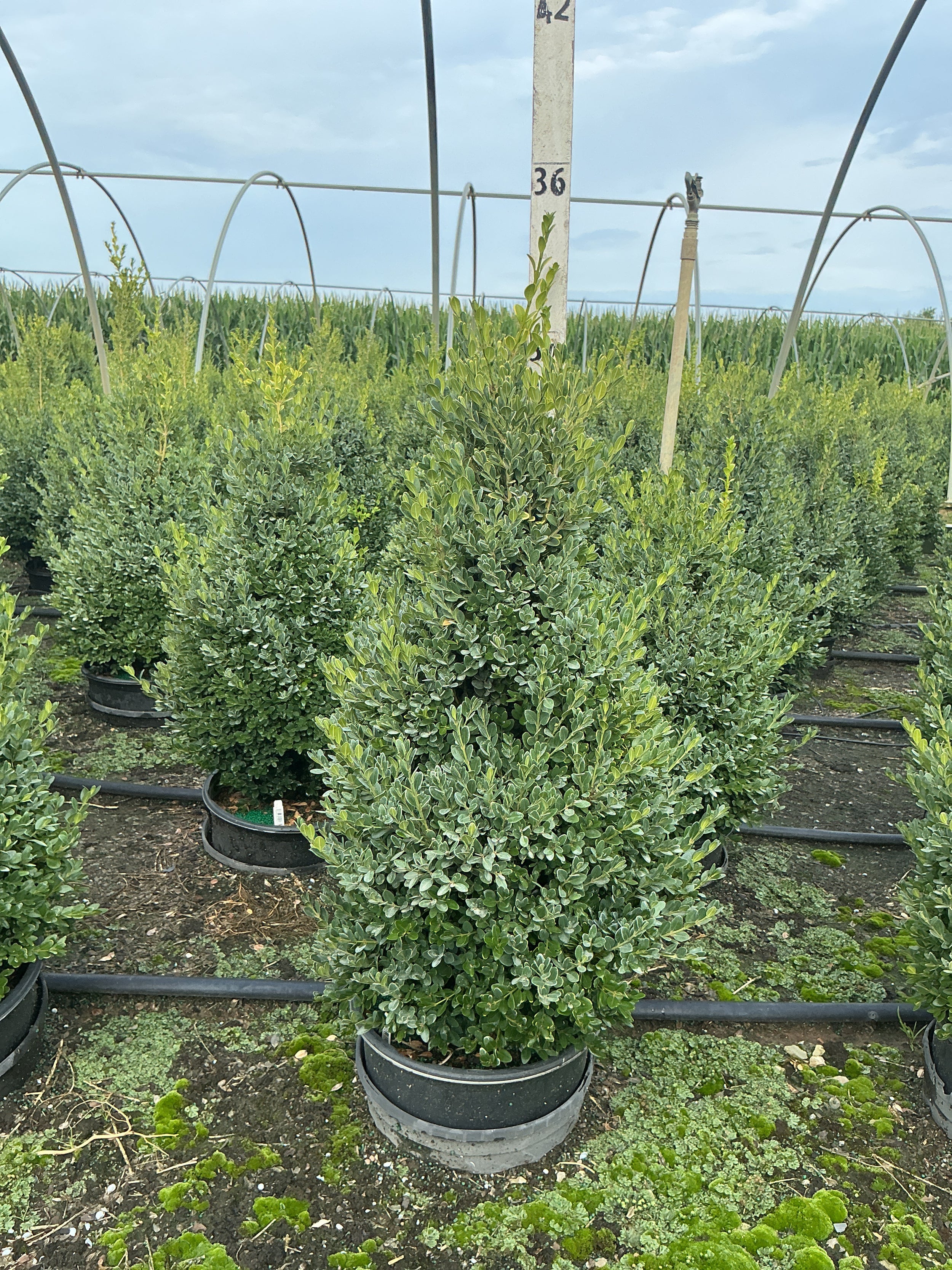 Buxus microphylla 'Green Mountain'